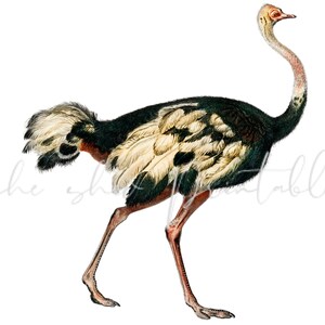 1800&#39;s Ostrich Digital Download, Vintage, DIY Crafts, Clipart, JPG PNG Animal, Wall art, Illustration, Instant Download, Zoo Jungle Animal