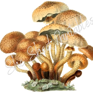 Mushrooms Fungi Vintage Art, Digital Download, Instant Download, Vintage, DIY Crafts, Clipart, JPG, PNG, Kitchen Decor, Food, Vegetable