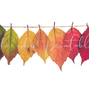 Puede incluir: Una hilera de siete hojas de otoño en varios tonos de rojo, naranja, amarillo y verde, colgando de una cuerda de yute sobre un fondo blanco.