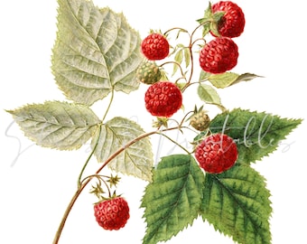 May include: A branch of a raspberry plant with green leaves and red raspberries. The raspberries are ripe and juicy, and the leaves are green and lush.