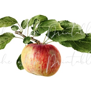 Apple Illustration Digital Download, Image, Vintage, Printable, Clipart, DIY Crafts, Plant, Botanical, Fruit, Early 1900's