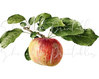 May include: A red and yellow apple with green leaves on a branch. The apple has a red blush and is slightly bruised.