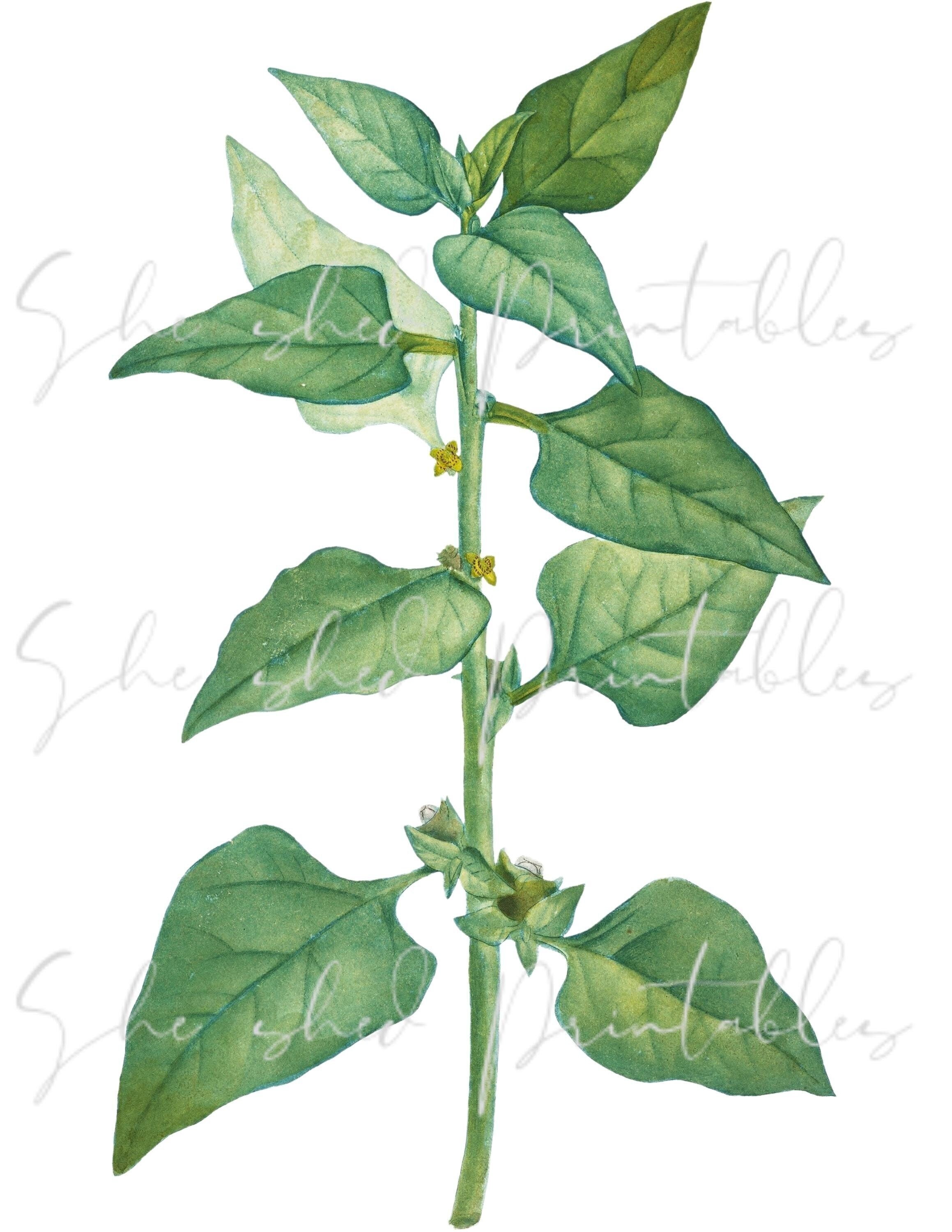 New Zealand Spinach, Botanical Digital Download, Image, Vintage, Printable, Clipart, DIY Crafts, Vegetable, Edible, Wall Art, 1700's