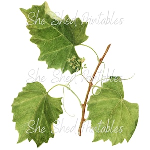 Op de afbeelding: Waterverfillustratie van een wijnstok met groene bladeren en kleine witte bloemen. De wijnstok is afgebeeld met een bruine stengel en delicate ranken.