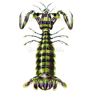 Giant Mantis Shrimp Illustration Digital Download, 18th Century, Vintage, DIY Crafts, PNG JPG Image, Sea Life SeaFood, Marine Life, Ocean