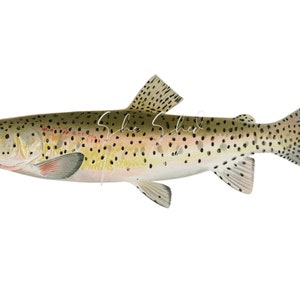 Trout Digital Download, Vintage, DIY Crafts, Clipart, Printable, JPG, PNG, Wall Art, Man Cave, Lake, Fisherman, Instant Download