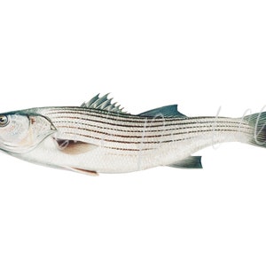 Striped bonito chromolithograph Digital Download, Vintage, DIY, Clipart, Printable, JPG, PNG, Wall Art, Man Cave, Lake, Fisherman, 1800&#39;s