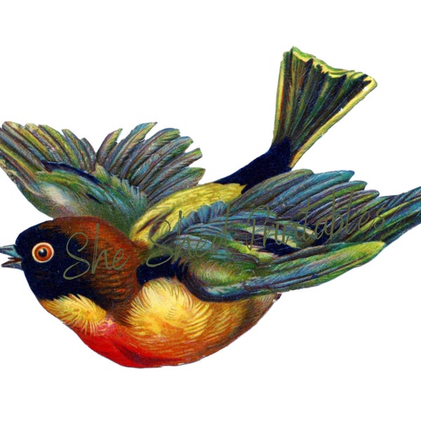 Flying Bird Instant Download, Vintage, Digital Image, DIY Crafts, Clipart, Printable, JPG, PNG Wall Art, Bird, Small Tropical