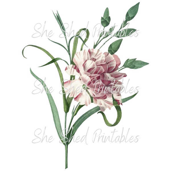 Pink Carnation Digital Download, Vintage, DIY Crafts, Flower Design, Plant, Vintage Illustration, Botanical, 1800's, JPG PNG, Flower Clipart