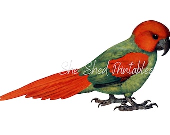 Parrot Printable Digital Download, Vintage Illustration, DIY Crafts, PNG JPG Image, Bird Clipart, Tropical Bird, Parakeet