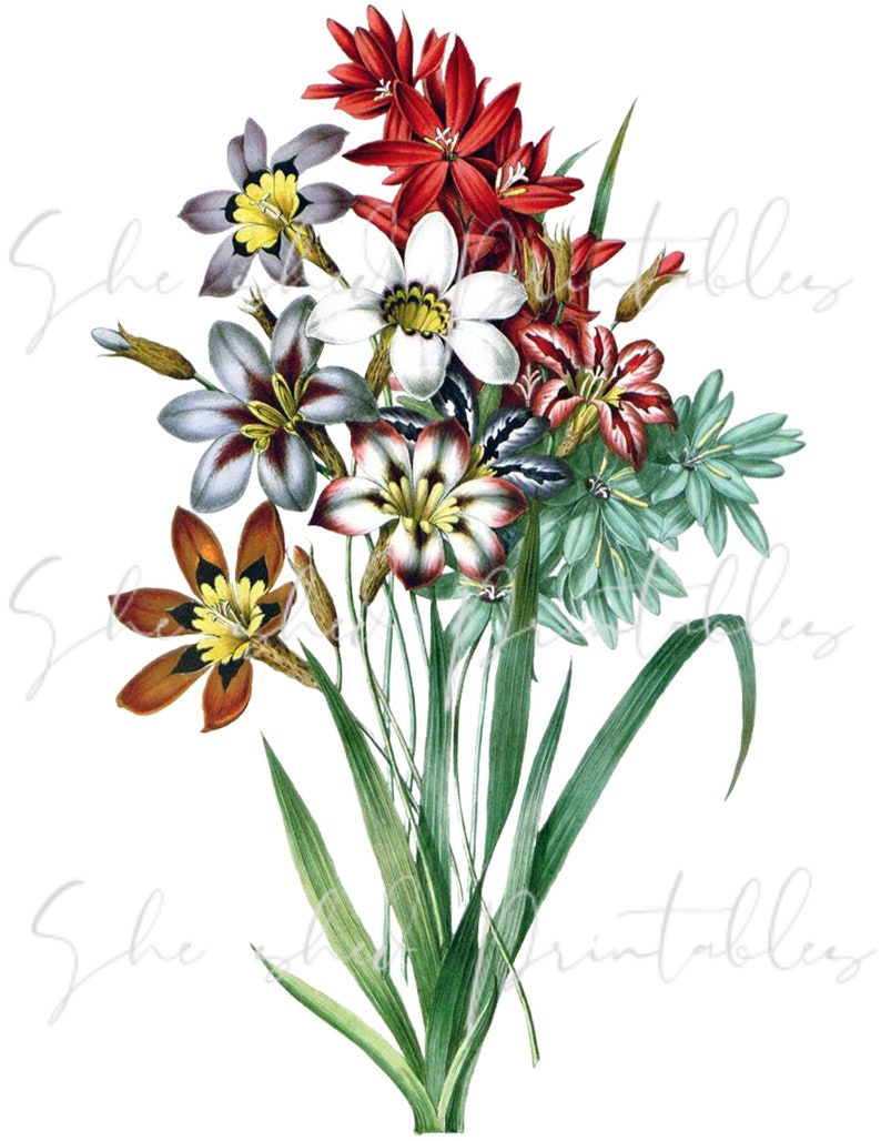 Sparaxis And Ixia Flowers Illustration Digital Image, Instant Download, Vintage 1800's, DIY Crafts, PNG, JPG, Botanical, Flower Clipart image 1