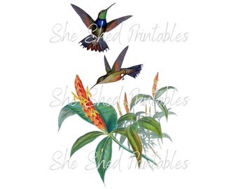 Hummingbirds eating from a flower branch Digital Download, DIY Crafts, Clipart, Printable, Downloadable, JPG, PNG, Bird, Instant Download