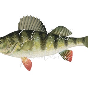 以下が含まれることがあります： 緑、茶色、黄色の縞模様の体を持つスズキの魚の精密なイラスト。魚は赤橙色のひれを持ち、背景は白です。