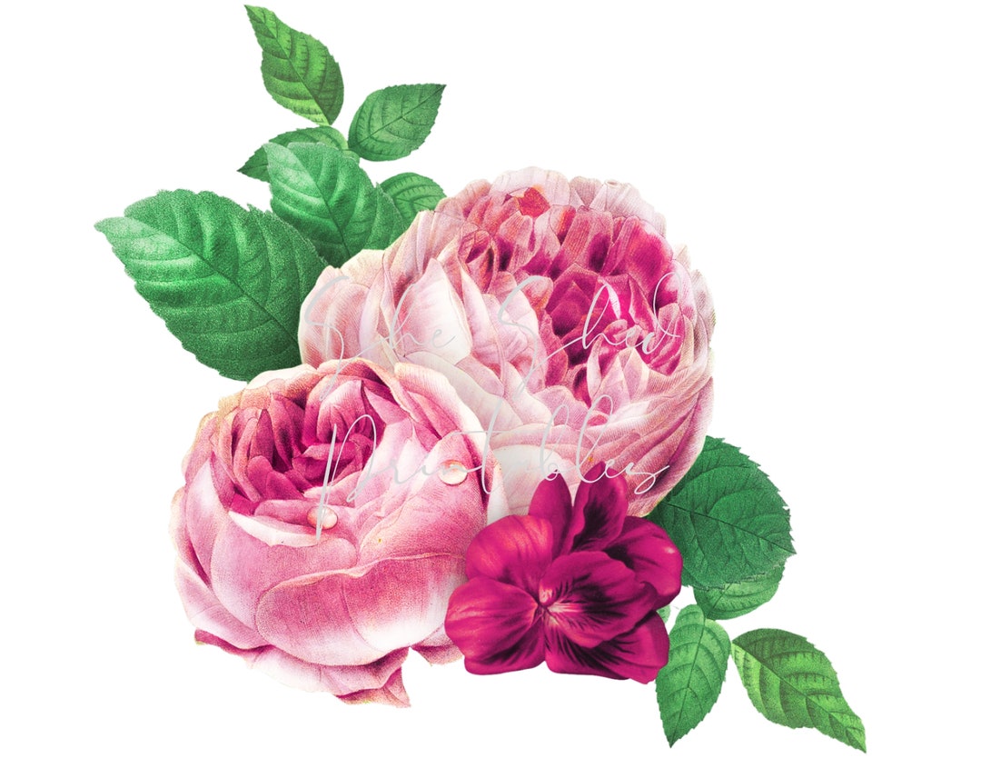Pink Roses For Design Pink Roses Digital Download, Digital Image, Instant Download, Vintage ...