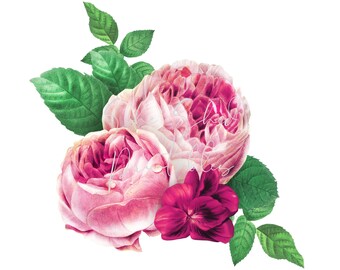 Pink Roses Digital Download, Digital Image, Instant Download, vintage, BRICOLAGE Crafts, Flower Design, Plant, Botanical, Pink Flower