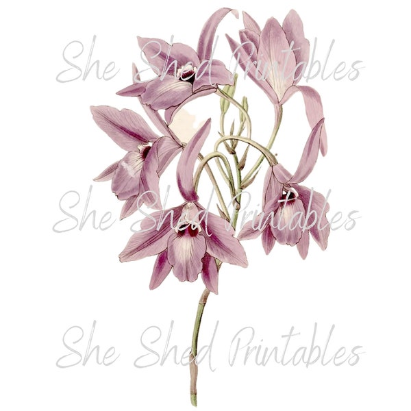Rosy Tinted Laelia Digital Download, Image, Vintage, Clipart, DIY Crafts, Flowering Plant, PNG, JPG, Wall Art, Instant Download
