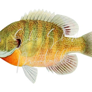 May include: A watercolor illustration of a green, yellow, and orange fish with a white background. The fish has a large, round body and a small, pointed head. It has a long, thin tail and a dorsal fin that is shaped like a triangle. The fish's scales are visible and its eyes are black.