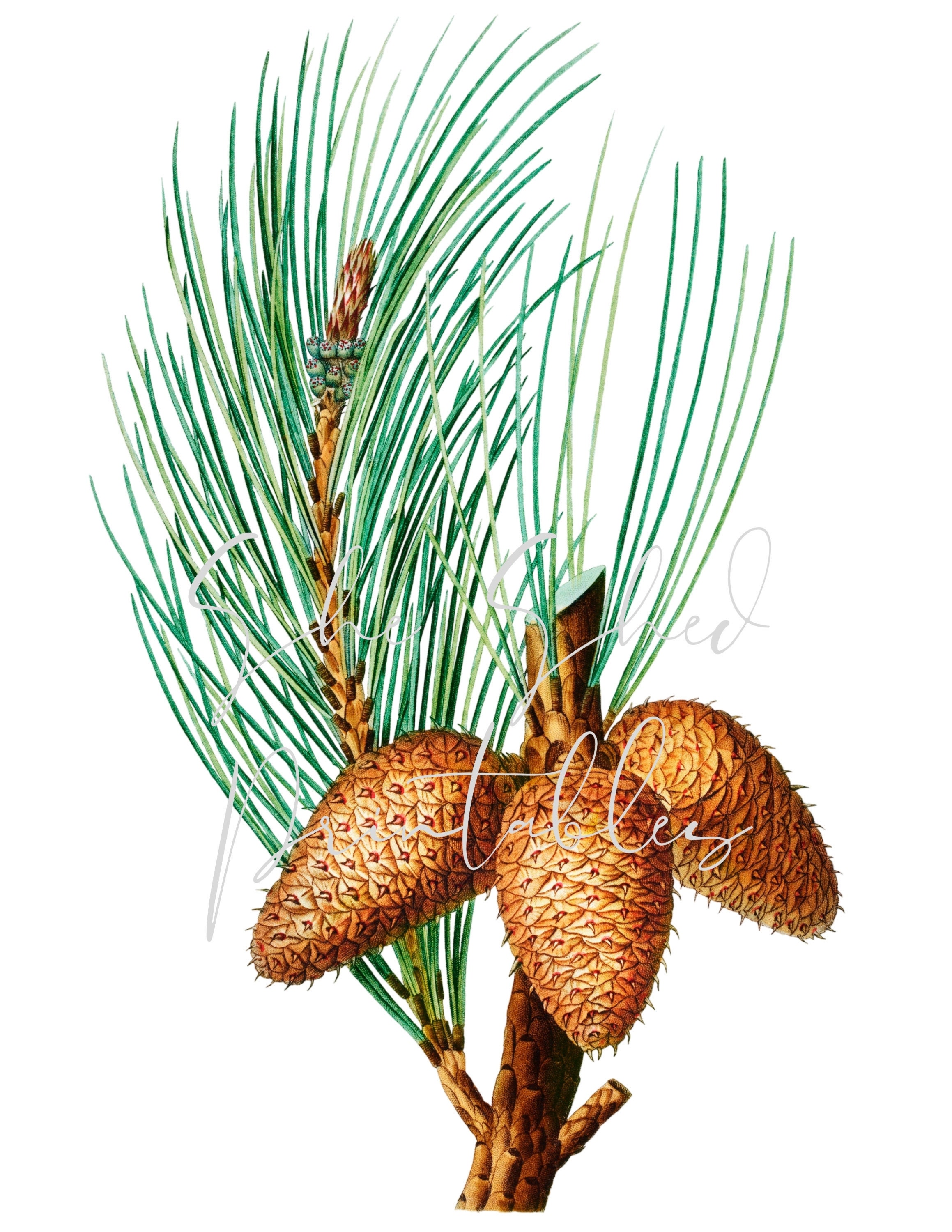Pine Branch Clipart virginia Pine Botanical Illustration Digital Download  for Crafts, Wall Art, Collages, Transfers, Scrapbooking 