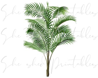 Peut inclure: Un palmier tropical vert luxuriant avec plusieurs troncs et de longues frondes plumeuses. Le palmier est isolé sur un fond blanc.