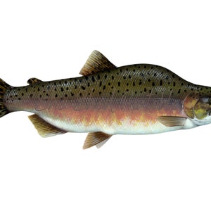 Pink Salmon Digital Download, Image Vintage, DIY Crafts, Clipart, Printable, JPG, PNG, Wall Art, Man Cave, Ocean, Fisherman