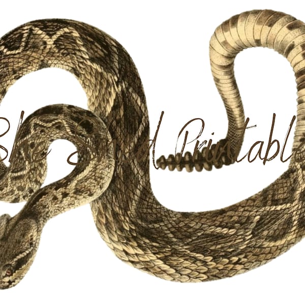 Horizontal Snake Png - Etsy