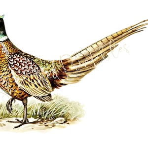 1800's Common Pheasant Illustration, Digital Download, Vintage, DIY Crafts, JPG, PNG, Bird Clipart, Game Bird