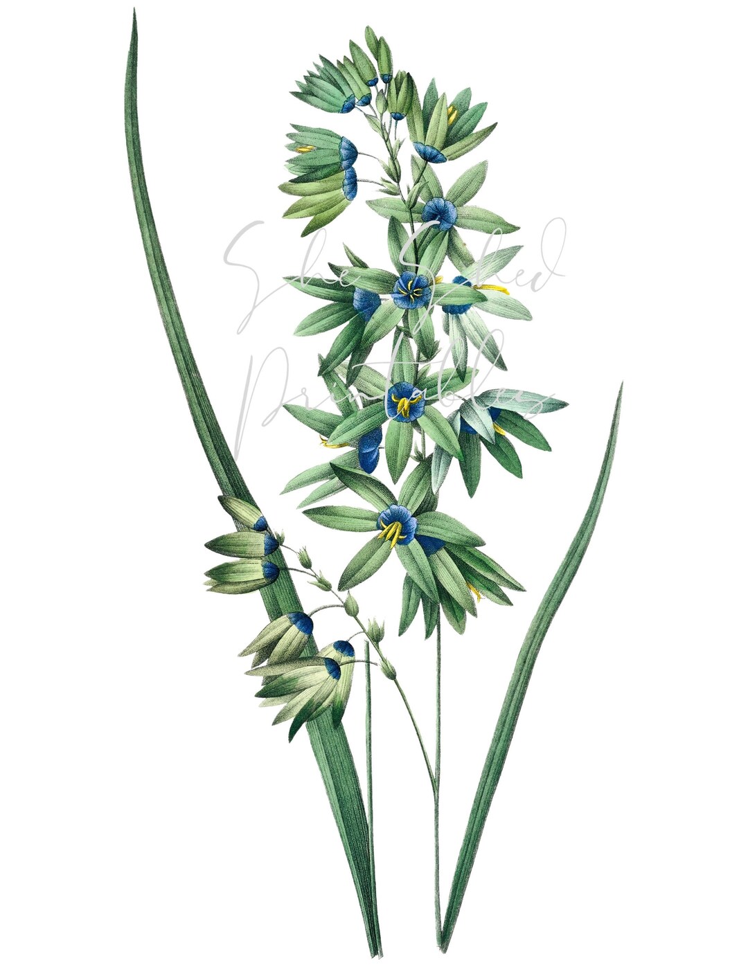 African Corn Lily Digital Download Image Vintage Instant Etsy