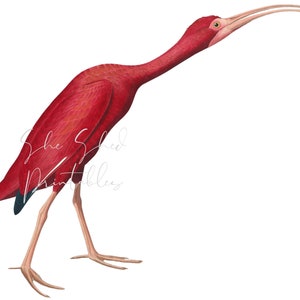 Scarlet Ibis, Instant Digital Download, Vintage, DIY Crafts, Clipart, Printable, JPG, PNG, Wall Art, Bird, White, Tropical
