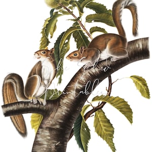 1800&#39;s Carolina Grey Squirrel Digital Download, Vintage, DIY Crafts, Clipart, Printable, Instant Download, JPG PNG, Wall art Illustration