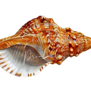 May include: A large, intricately patterned seashell with a brown, orange, and white color scheme. The shell has a pointed end and a wide, curved opening.
