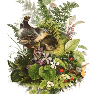 Vogels, Nest, Planten Digitale Download, Vintage, DIY Crafts, Clipart, JPG PNG Bird, Kunst aan de muur, Illustratie, Bird Clipart, Card Tag Afbeelding