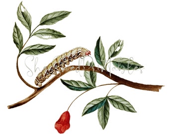 1800's Caterpillar Flower Design Digital Download, Vintage, DIY Crafts, Clipart, JPG PNG, Wall Art, Clipart, Caterpillar on Leaf