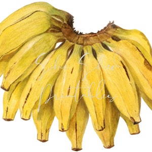 Banana Illustration Digital Download, Image, Vintage, Clipart, DIY Crafts, Fruit Design, Food, Wall Art, Home Decor, Instant Download