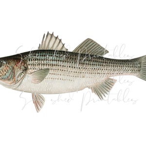 Striped Bass Digital Download, Vintage, DIY Crafts, Clipart, Printable, JPG, PNG, Wall Art, Man Cave, Lake, Fisherman, Fish, 1800&#39;s