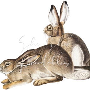 1800&#39;s Townsend&#39;s Rocky Mountain Hare Digital Download, Vintage, DIY Crafts, Clipart, Printable, Instant Download, JPG PNG, Rabbit, Easter