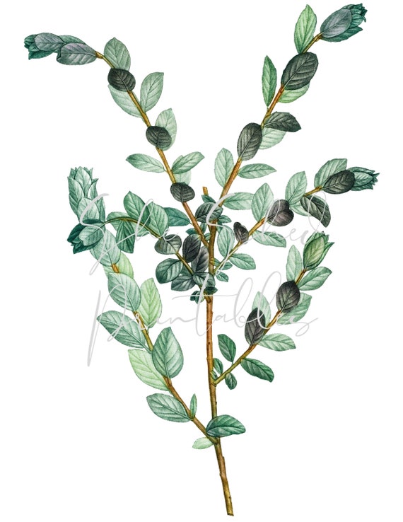 Kriechende Weide botanische digitaler Download, Bild, Vintage Clipart DIY  Handwerk Pflanze, Ende 1800, Illustration, Bltter, Zweig tropischen -  Etsy.de