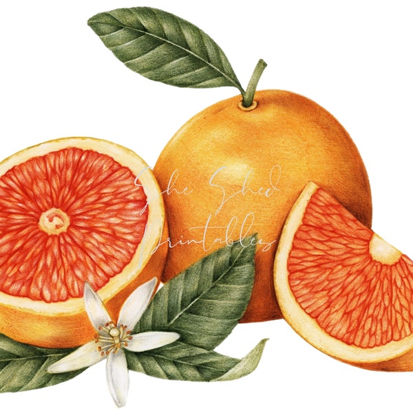 Orange Illustration Digital Download, Image, Vintage, Fruit Clipart, DIY Crafts, Fruit Design, Food, Wall Art, Home Decor, JPG PNG