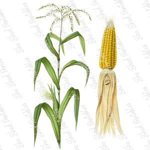 Corn Plant, Corn on the Cob Instant Digital Download, Vintage, Clipart, DIY Crafts, Food, PNG, JPG, Illustration, Garden Vegetables