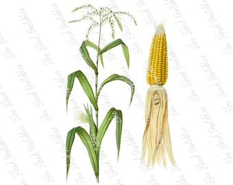 Corn Plant, Corn on the Cob Instant Digital Download, Vintage, Clipart, DIY Crafts, Food, PNG, JPG, Illustration, Garden Vegetables