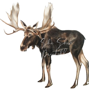 1800&#39;s Moose Deer Digital Download, Vintage, DIY Crafts, Clipart, Printable Instant Download, JPG PNG, Illustration, Cabin Wall Art