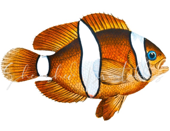 Ocellaris Clownfish Digital Download, Vintage, BRICOLAGE Crafts.