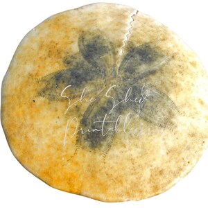 May include: A close-up of a sand dollar with a five-pointed star pattern in the center. The sand dollar is a light yellow color with a dark gray star pattern. The sand dollar is a natural sea creature.