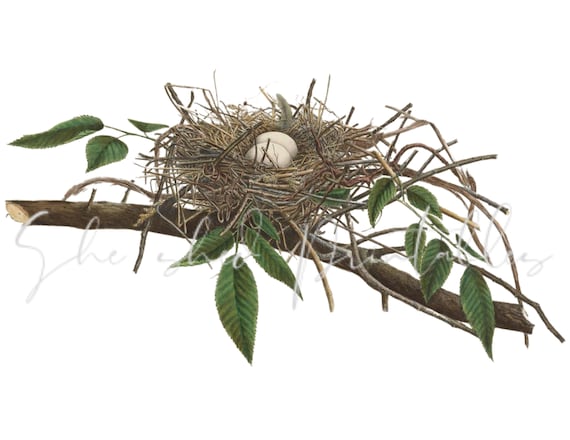 Bird s Nest Instant Download Vintage Digital Image DIY Crafts Clipart Instant Download JPG PNG Wall Art Bird Nest