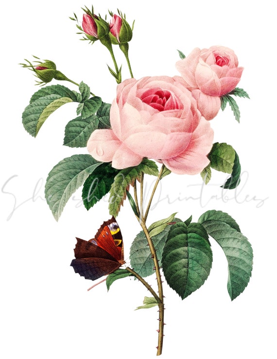 Antique Replica Pink Rose & Butterfly Floral Art Print Antique Replica Pink Rose & Butterfly Floral Art Print