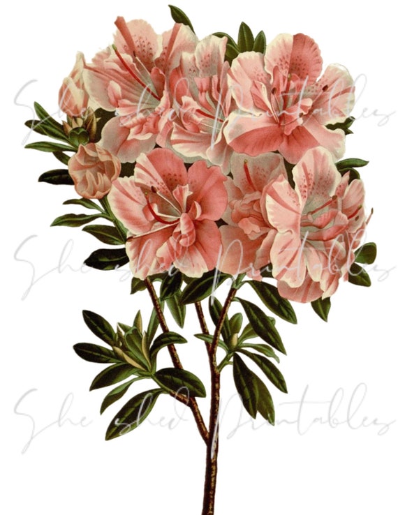 Flores de azalea rosa Descarga digital Imagen Imprimible - Etsy México