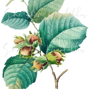 Puede incluir: Una ilustración acuarela de una rama de avellano con hojas verdes y avellanas marrones. Las nueces están parcialmente encerradas en cáscaras verdes.