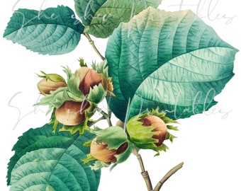 Hazelnut, Branch, Leaves Digital Download, Vintage, Clipart, DIY Crafts, Plant, Botanical, foliage, PNG, JPG, Nut Tree, Instant Download
