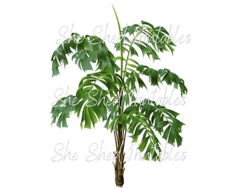 Peut inclure: Un palmier tropical vert luxuriant avec un tronc brun et de longues feuilles fines. L'arbre est isolé sur un fond blanc.