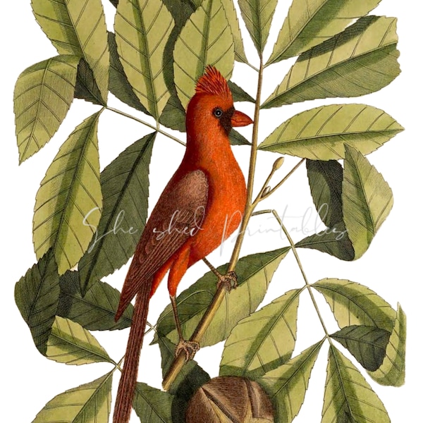 1700's Cardinal in a Hiccory tree, Digital Download, Vintage, DIY Crafts, Clipart, JPG PNG Bird, Wall art, Illustration, Red Bird, Nut