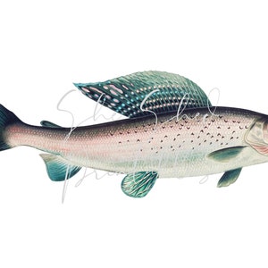 Puede incluir: Una ilustración detallada de un pez plateado con aletas azules y rosadas. El pez tiene un cuerpo largo y delgado con una cabeza puntiaguda y una cola grande en forma de abanico.